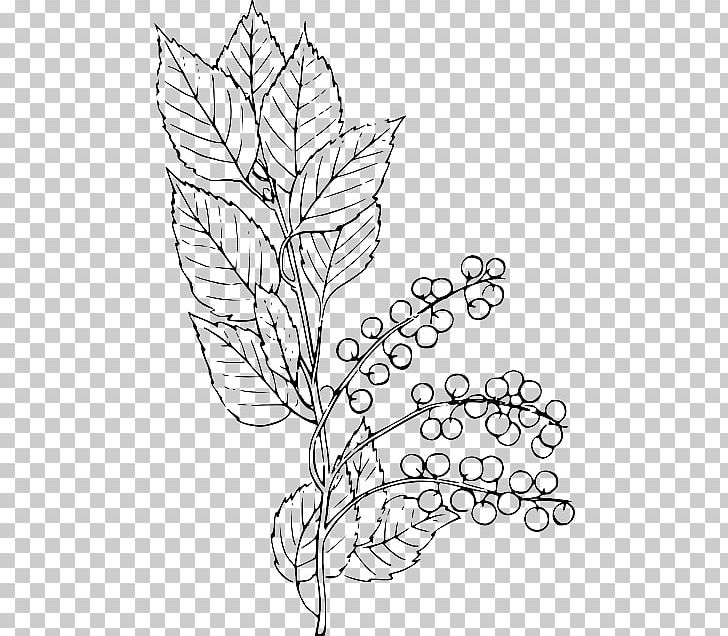 Bitter-berry Graphics Line Art PNG, Clipart, Area, Art, Bitterberry, Black And White, Branch Free PNG Download