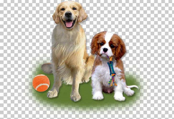 Cavalier King Charles Spaniel Puppy Dog Breed Companion Dog PNG, Clipart, Animals, Breed, Cavalier King Charles Spaniel, Companion Dog, Crossbreed Free PNG Download