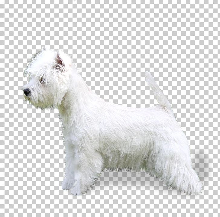 Glen Of Imaal Terrier West Highland White Terrier Scottish Terrier Miniature Schnauzer Bolognese Dog PNG, Clipart, Bolognese Dog, Bolognese Sauce, Breed, Breed, Carnivoran Free PNG Download