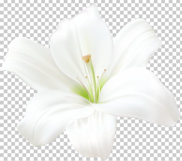 Lilium Candidum Amaryllis Belladonna Flower PNG, Clipart, Amaryllis, Amaryllis Belladonna, Anime, Art White, Clip Art Free PNG Download