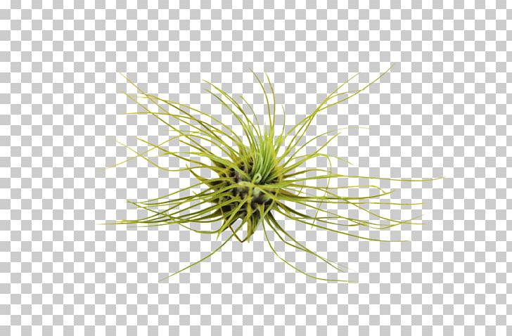 Tillandsia Fuchsii Sky Plant Small Ballmoss Tillandsia Aeranthos Pink Quill PNG, Clipart, Air, Food Drinks, Grass, Grass Family, House Plant Free PNG Download