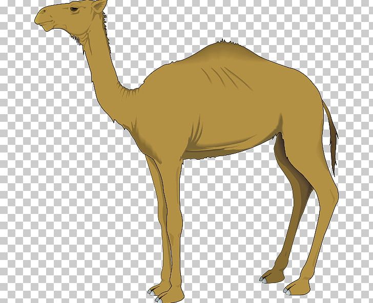 Bactrian Camel Dromedary PNG, Clipart, Arabian Camel, Bactrian Camel, Camel, Camel Like Mammal, Computer Free PNG Download