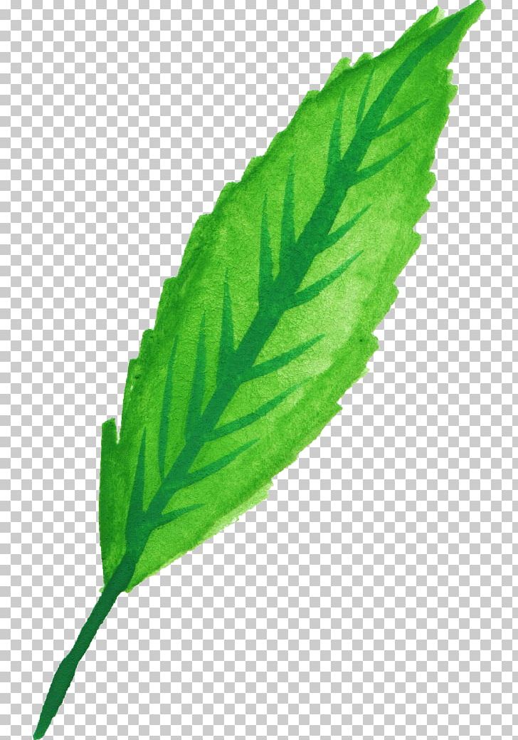 Peppermint Leaf Herb Watercolor Painting PNG, Clipart, Com, Download, Herb, Leaf, Leaves Free PNG Download