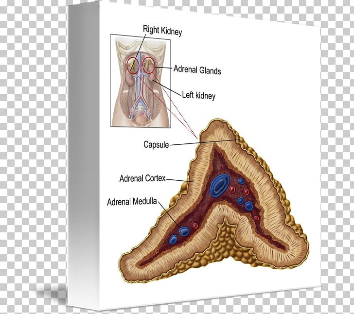 The Adrenal Cortex The Adrenal Gland Anatomy PNG, Clipart, Adrenal Cortex, Adrenal Gland, Adrenal Gland Disorder, Anatomy, Cross Section Free PNG Download