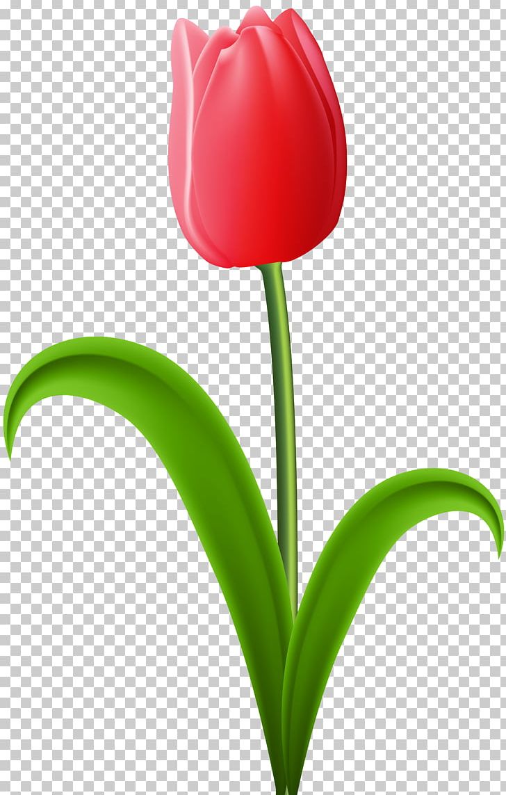 Tulip Flower PNG, Clipart, Blog, Computer Icons, Computer Network, Cut Flowers, Download Free PNG Download