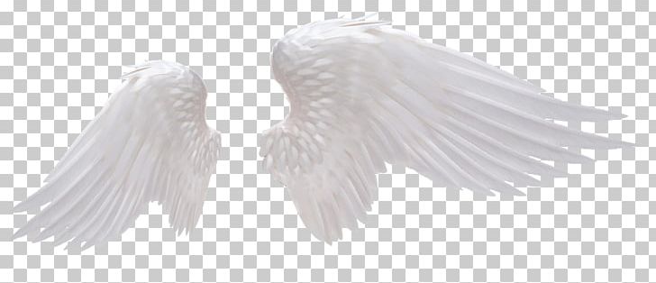 Wing Stock Photography PNG, Clipart, Angel, Angel Wing, Angel Wings, Art Angel, Beak Free PNG Download