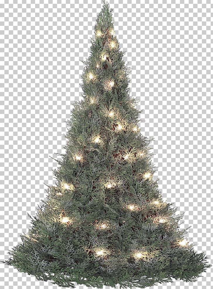 Boston Christmas Tree Fir Pine PNG, Clipart, Boston, Christmas, Christmas And Holiday Season, Christmas Decoration, Christmas Ornament Free PNG Download