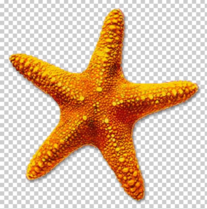 Starfish Computer Icons PNG, Clipart, Animals, Basket Star, Brittle Star, Clip Art, Computer Icons Free PNG Download