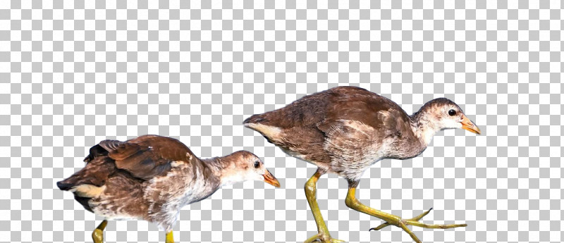 Landfowl Duck Birds Beak Water Bird PNG, Clipart, Animal Figurine, Beak, Biology, Birds, Duck Free PNG Download