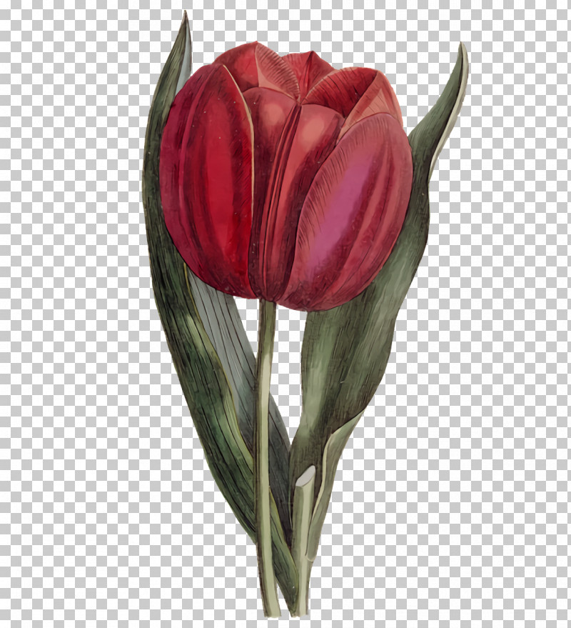 Plant Stem Cut Flowers Tulip Petal Bud PNG, Clipart, Biology, Bud, Cut Flowers, Flower, Petal Free PNG Download