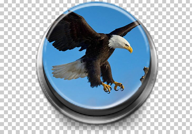 Bald Eagle Bird Desktop 1080p PNG, Clipart, 4k Resolution, 5k Resolution, 1080p, Accipitriformes, Animals Free PNG Download