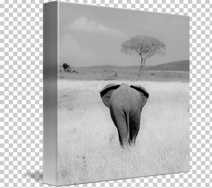 Indian Elephant African Elephant Cattle Photography Frames PNG, Clipart, African Elephant, Black And White, Cattle, Cattle Like Mammal, Elephant Free PNG Download