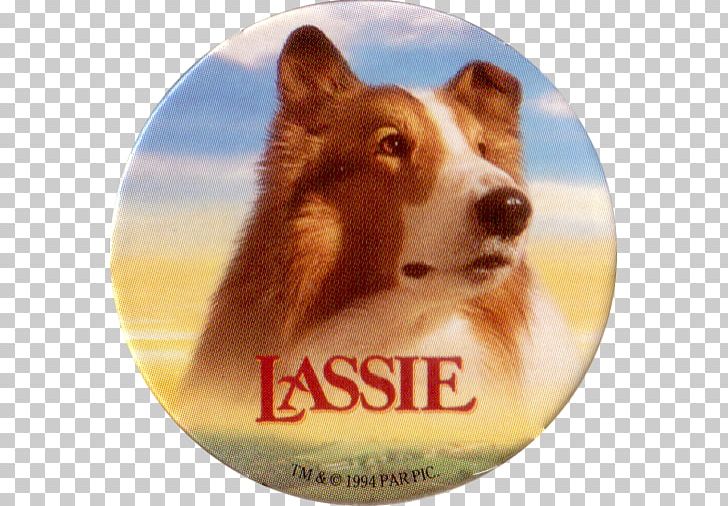 Lassie Come-Home Family Film 0 PNG, Clipart, Brady Bunch Movie, Brazil Games, Collie, Dog, Dog Breed Free PNG Download