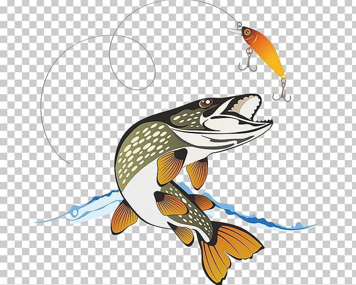 Northern Pike Fishing Stock Photography PNG, Clipart, Angling, Bass Fishing, Beak, Cartoon, Fauna Free PNG Download