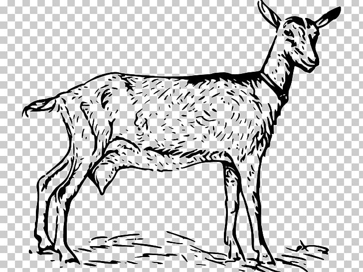 Anglo-Nubian Goat Black Bengal Goat Boer Goat PNG, Clipart, Animal, Animal Figure, Biology, Black And White, Black Bengal Goat Free PNG Download