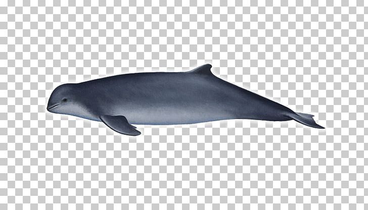 Common Bottlenose Dolphin Tucuxi Rough-toothed Dolphin Short-beaked Common Dolphin Wholphin PNG, Clipart, Beaked Whale, Bottlenose Dolphin, Cetacea, Fauna, Mammal Free PNG Download