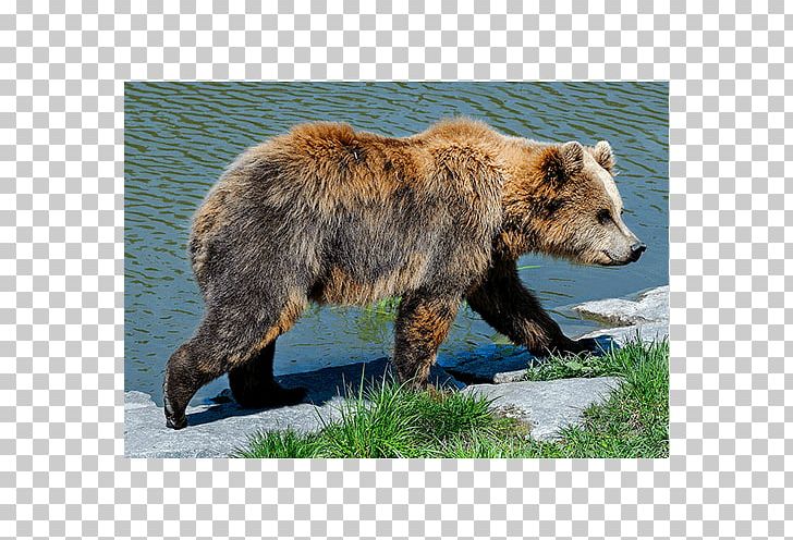 Grizzly Bear Terrestrial Animal Wildlife PNG, Clipart, Animal, Animals, Bear, Brown Bear, Carnivoran Free PNG Download