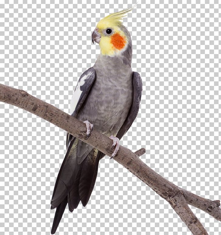 Parrot Stock Photography Bird Budgerigar PNG, Clipart, Animals, Background, Beak, Bird, Budgerigar Free PNG Download