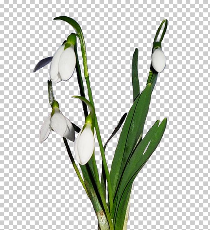 Snowdrop LiveInternet Crocus PNG, Clipart, Amaryllis Family, Crocus, Flower, Flowering Plant, Flowerpot Free PNG Download