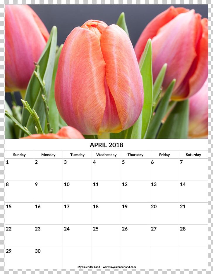Tulip Flower Petal Blume PNG, Clipart, 2018, Blume, Botany, Calendar, Flower Free PNG Download