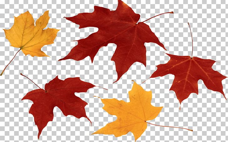 Autumn Leaf Color PNG, Clipart, Autumn, Autumn Leaf Color, Baby, Beautiful, Computer Icons Free PNG Download