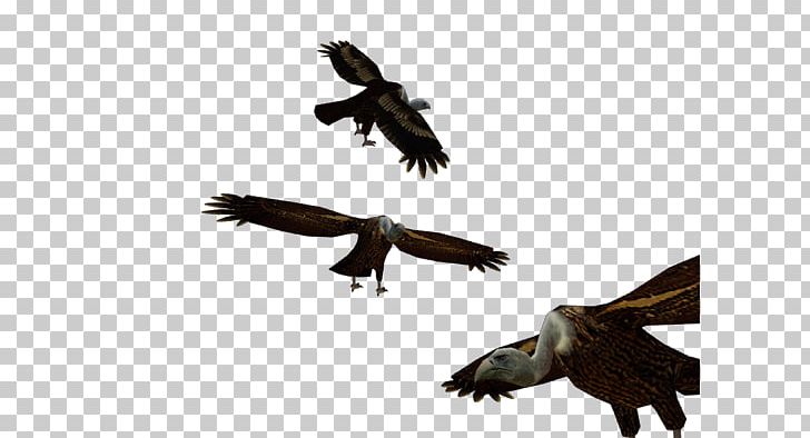 Bald Eagle Buzzard Hawk Vulture PNG, Clipart, Accipitriformes, Animal, Animals, Bald Eagle, Beak Free PNG Download