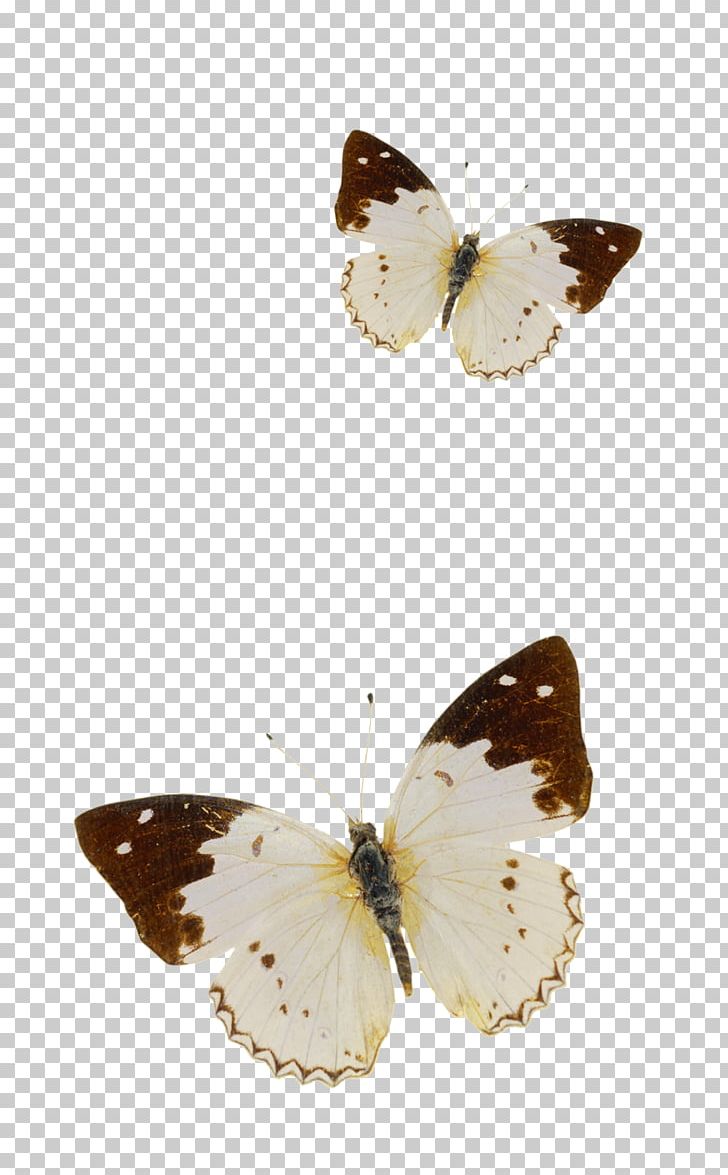 Butterfly Nymphalidae Pieridae PNG, Clipart, Arthropod, Blue Butterfly, Brush Footed Butterfly, Butt, Butterflies Free PNG Download