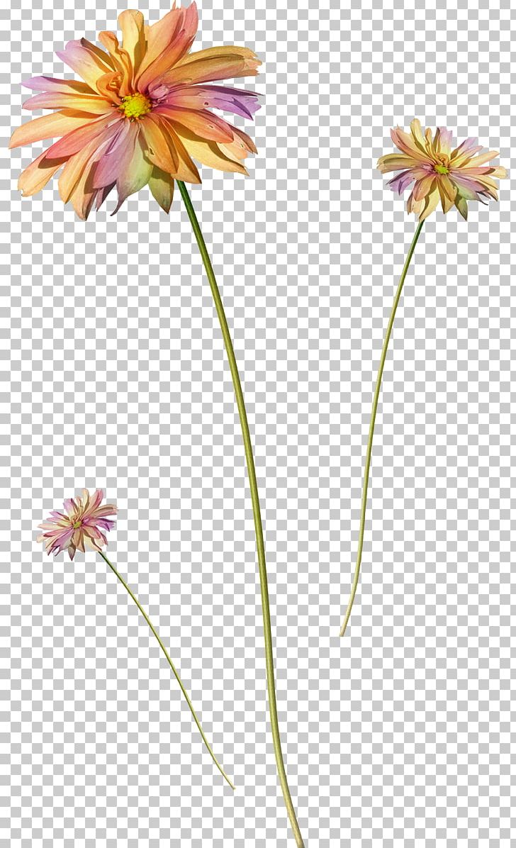Flower PNG, Clipart, Autumn, Camomile, Cut Flowers, Daisy Family, Dots Per Inch Free PNG Download