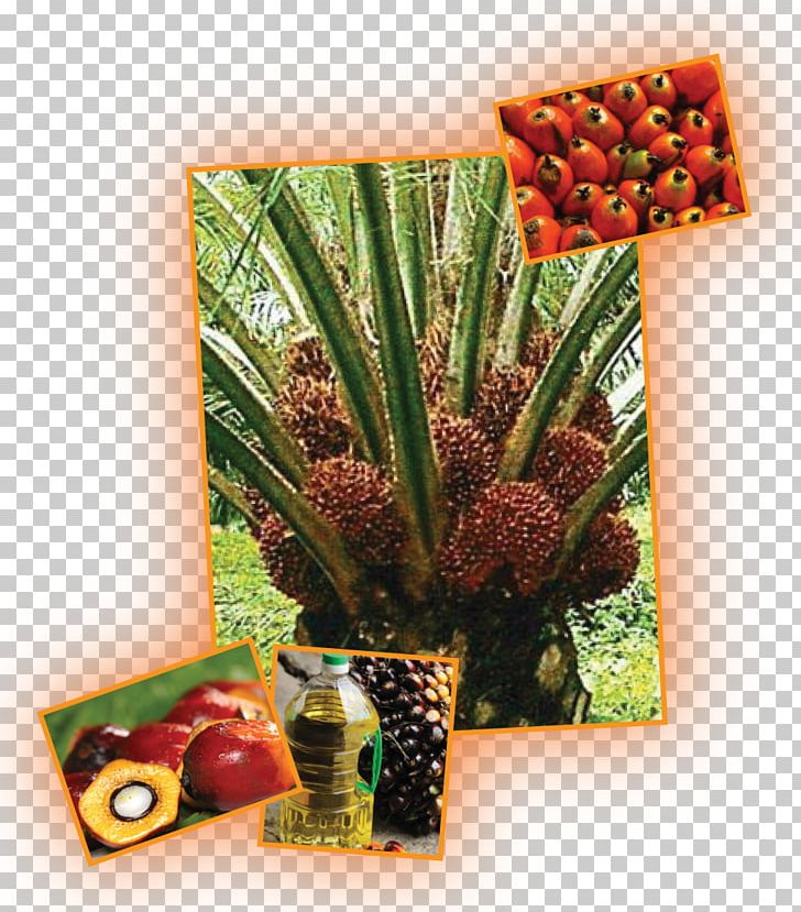 Oil Palms Plantation Waqf Coconut Vegetable PNG, Clipart, Alazhar University, Auglis, Blog, Coconut, Flowerpot Free PNG Download