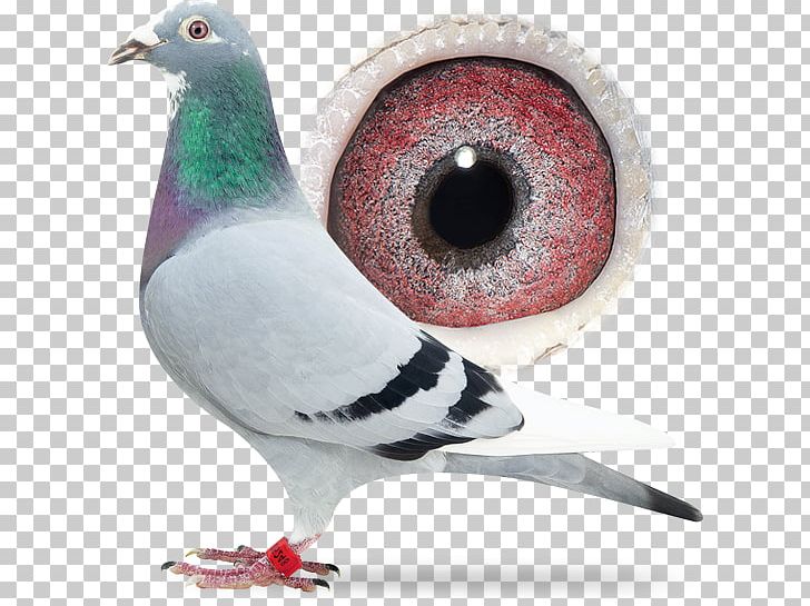 Racing Homer Columbidae Pigeon Racing Animal PNG, Clipart, Animal, Beak, Bird, Columbidae, Domestic Pigeon Free PNG Download