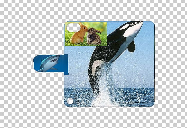 The Killer Whale Cetaceans Humpback Whale PNG, Clipart,  Free PNG Download