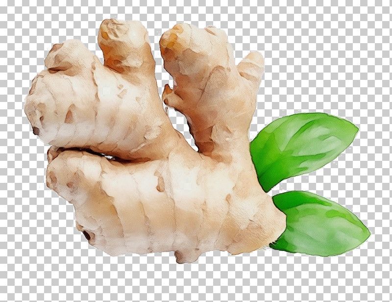 Root Vegetables Galangal Tuber Ingredient Root PNG, Clipart, Biology, Galangal, Ingredient, Paint, Plant Free PNG Download