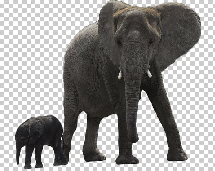 Asian Elephant African Forest Elephant Child PNG, Clipart, African Elephant, African Forest Elephant, Animal, Animals, Child Free PNG Download