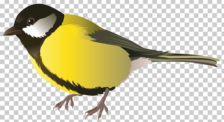 Bird Parrot PNG, Clipart, Beak, Bird, Bird Flight, Birds, Chickadee Free PNG Download
