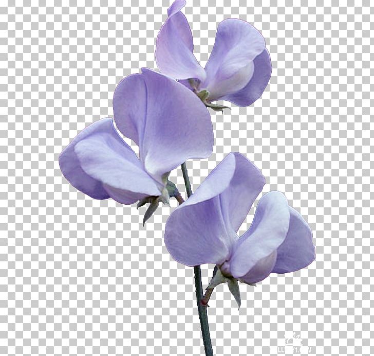 Broad-leaved Sweet Pea Flower Violet PNG, Clipart, Blue, Cut Flowers, Edible Flower, Everlasting Sweet Pea, Flower Free PNG Download