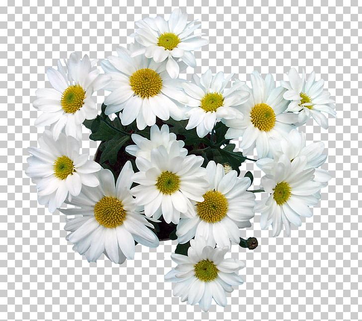 Common Daisy Marguerite Daisy Oxeye Daisy Chrysanthemum Roman Chamomile PNG, Clipart, Annual Plant, Argyranthemum, Artificial Flower, Aster, Chamaemelum Nobile Free PNG Download