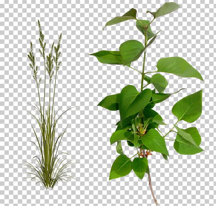 Flowerpot Plant Stem Leaf Herb PNG, Clipart, Branch, Flowerpot, Grass, Herb, Leaf Free PNG Download