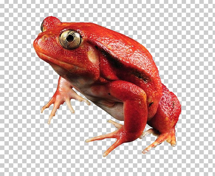 Frog Maroantsetra Dyscophus Antongilii Amphibians Tomato PNG, Clipart, 4k Resolution, American Bullfrog, Amphibian, Animal, Animals Free PNG Download