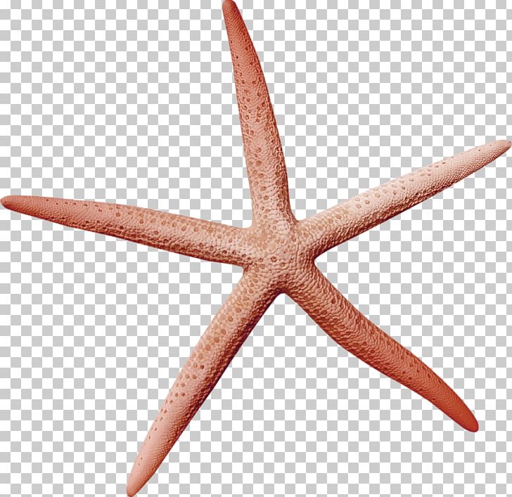 Starfish Icon PNG, Clipart, Animals, Brown, Christmas Decoration, Decorative, Decorative Elements Free PNG Download