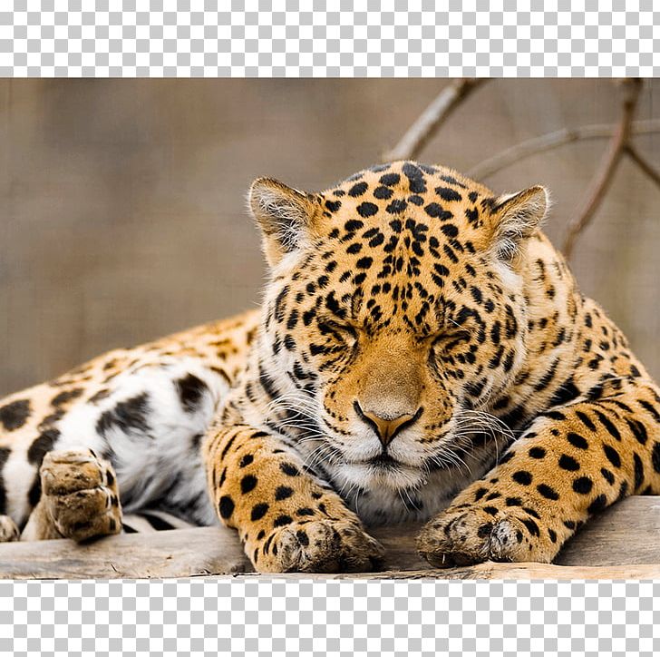 Vertebrate Black Panther Felidae Jaguar Animal PNG, Clipart, Amur Leopard, Anatolian Leopard, Animal, Big Cat, Big Cats Free PNG Download