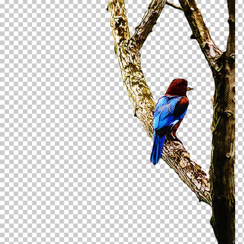 Feather PNG, Clipart, Beak, Biology, Birds, Bluebirds, Branching Free PNG Download