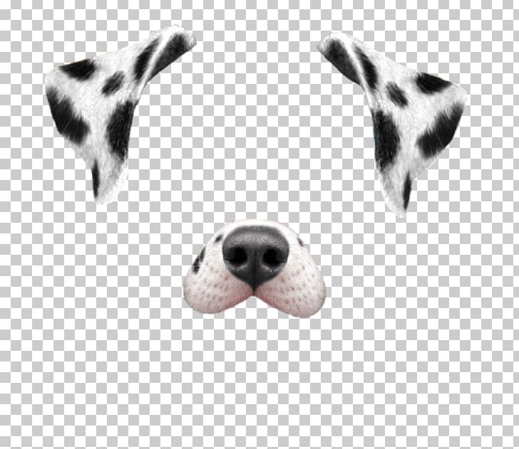 Dalmatian Dog Puppy Snapchat Dancing Hot Dog PNG, Clipart, Carnivoran, Cat People And Dog People, Costume, Dalmatian, Dalmatian Dog Free PNG Download