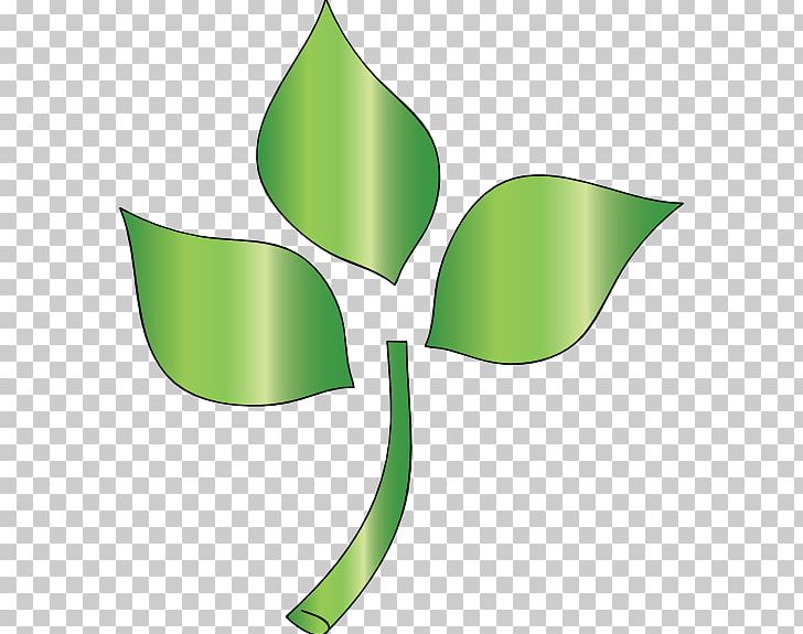 Leaf Tree Branch Plant Stem PNG, Clipart, Artwork, Branch, Christmas Tree, Computer Icons, Flora Free PNG Download