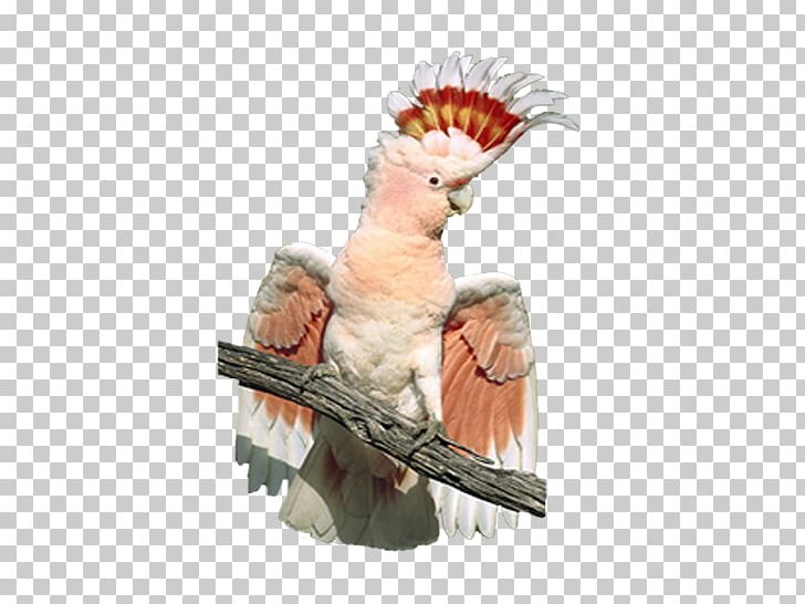 Major Mitchells Cockatoo Bird Crest Cockatiel PNG, Clipart, Animals, Baudins Black Cockatoo, Beak, Fauna, Feather Free PNG Download