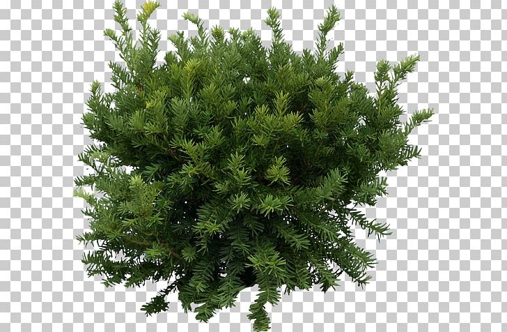 Shrub Tree PNG, Clipart, Aloe Vera, Biome, Branch, Clipping Path, Conifer Free PNG Download