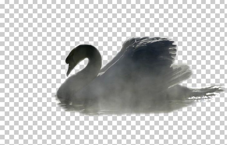 Cygnini Beak Feather PNG, Clipart, Beak, Bird, Charles Lutwidge Dodgson, Cygnini, Ducks Geese And Swans Free PNG Download