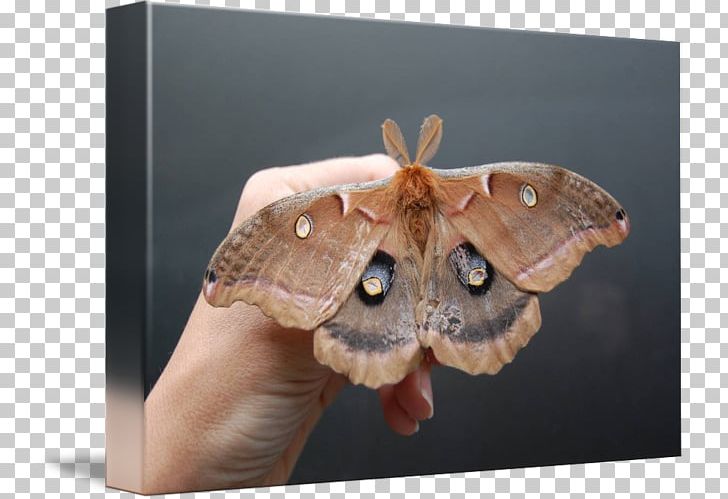 Silkworm Brush-footed Butterflies Butterfly Moth Kind PNG, Clipart, Art, Arthropod, Bombycidae, Brush Footed Butterfly, Butterflies And Moths Free PNG Download