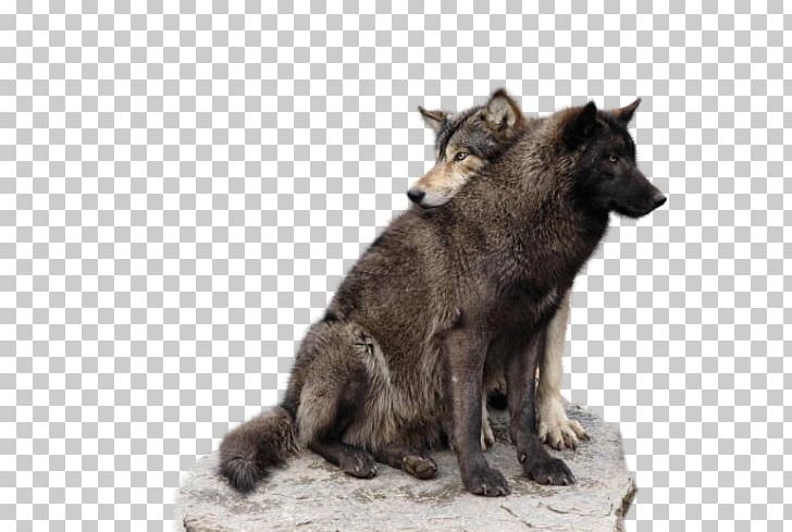 Wolfdog Yukon Wolf Tortoiseshell Cat Mane PNG, Clipart, Animal, Animals, Animaux, Asil, Canis Lupus Tundrarum Free PNG Download