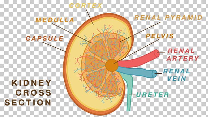 Anatomy Physiology Kidney Human Body Nephron PNG, Clipart,  Free PNG Download