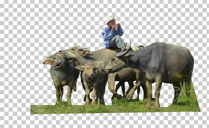 Water Buffalo Cattle African Buffalo PNG, Clipart, African Buffalo, African Elephant, African Forest Buffalo, Animation, Cattle Free PNG Download